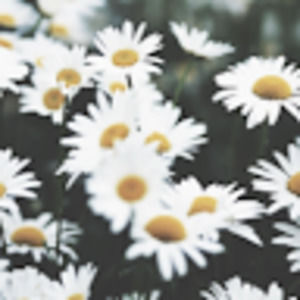 Meet your Posher, Hande